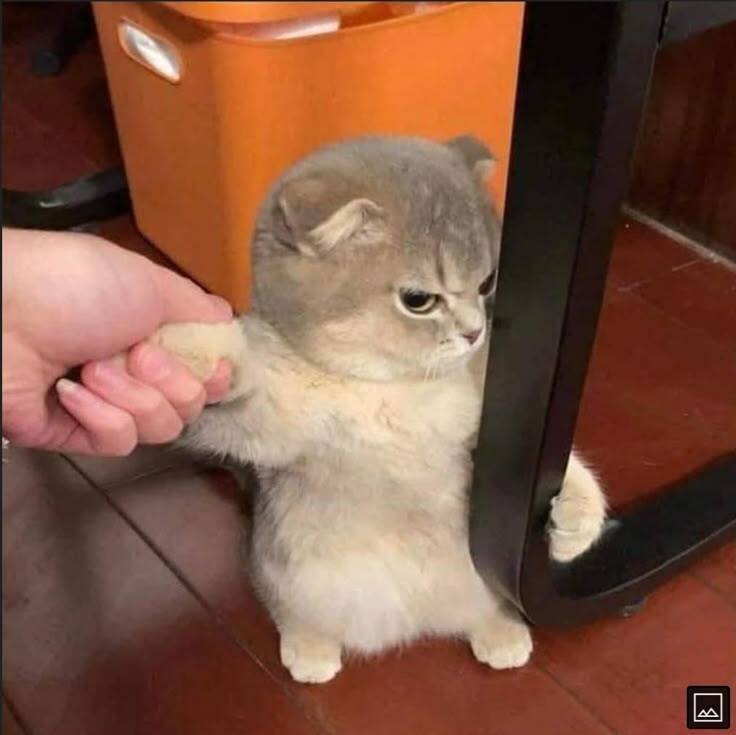 Avatar Mèo Cute Dễ Thương 7