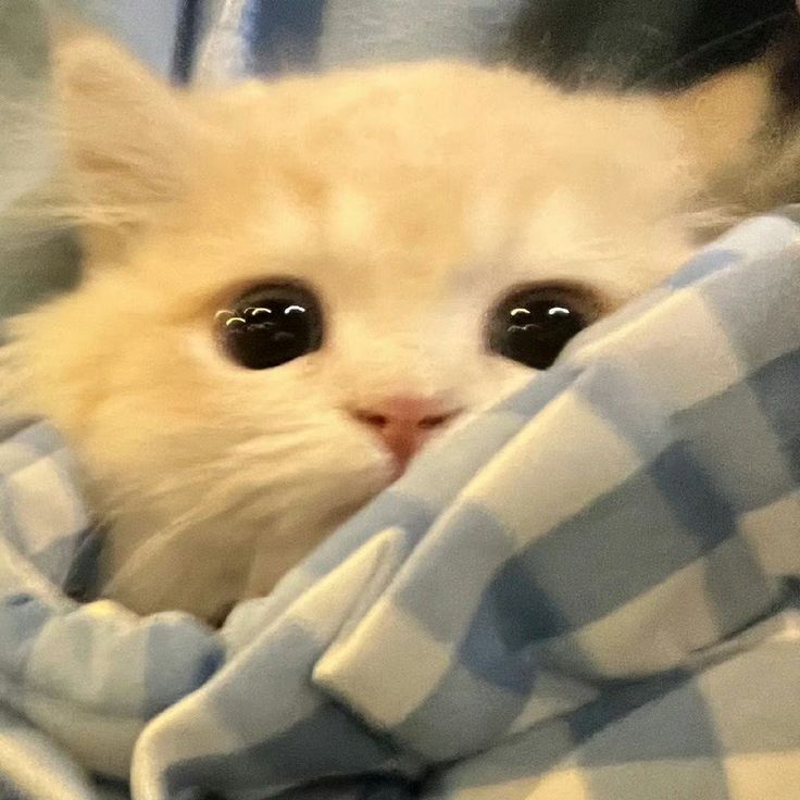 Avatar Mèo Cute Dễ Thương 8