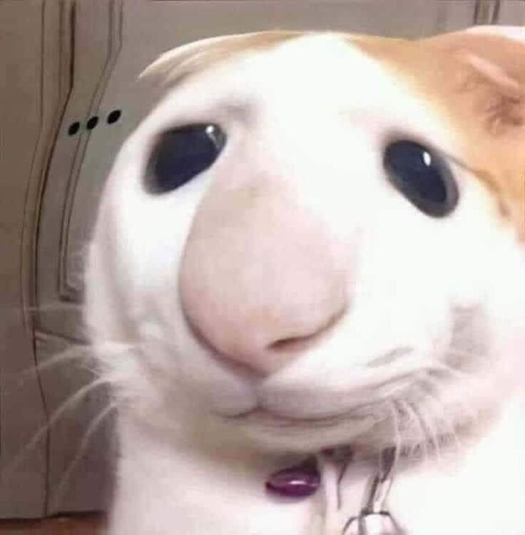 Avatar Mèo Cute Dễ Thương 10