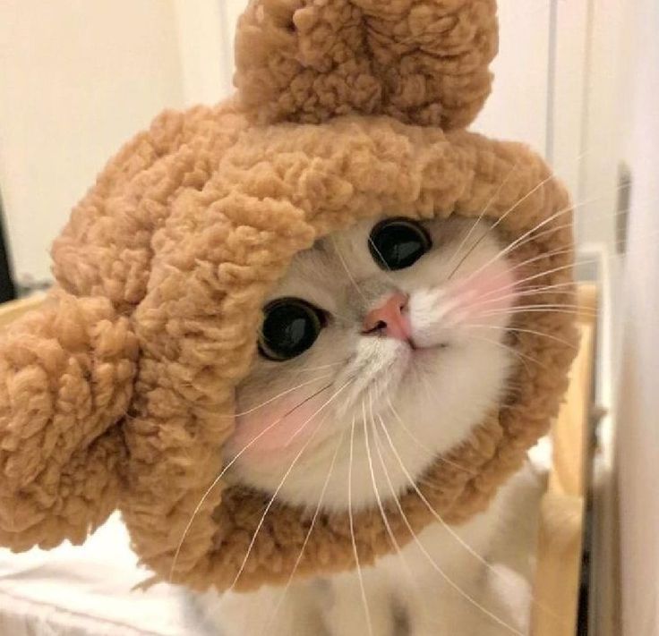 Avatar Mèo Cute Dễ Thương 12