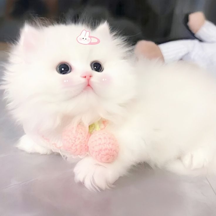 Avatar Mèo Cute Dễ Thương 17