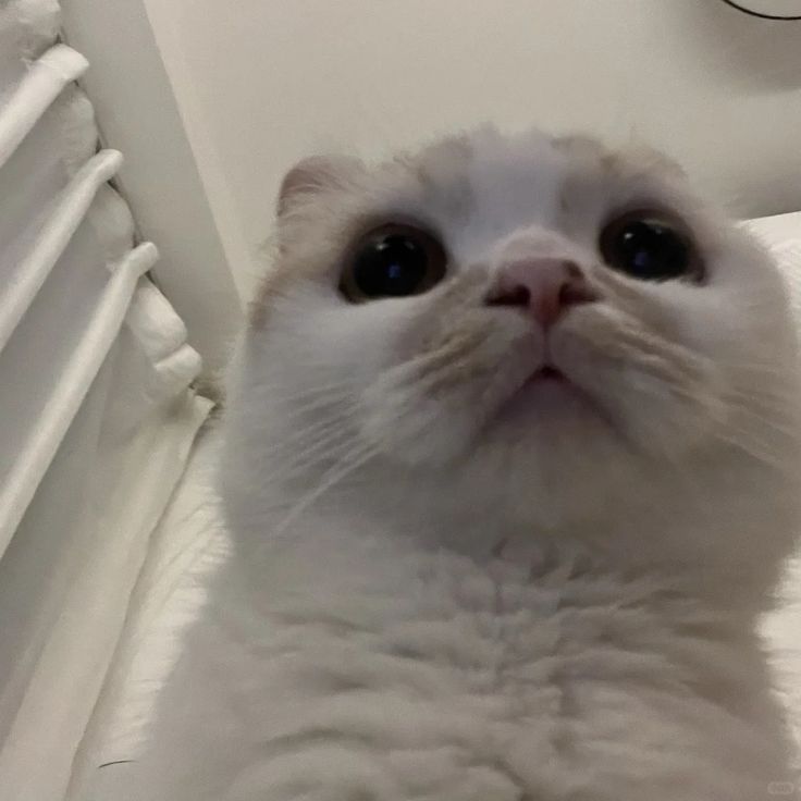 Avatar Mèo Ngáo 10