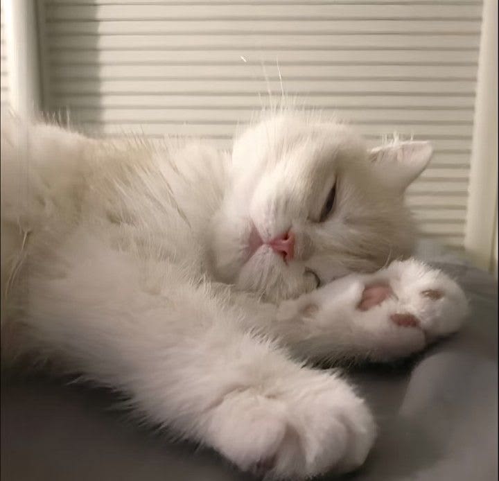 Avatar Mèo Ngáo 13