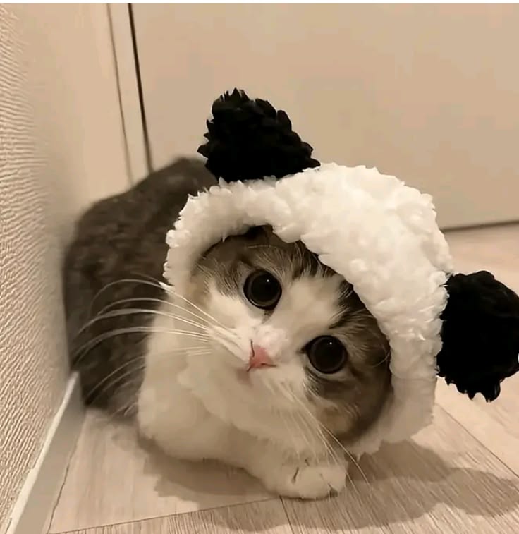 Avatar Mèo Ngáo 14