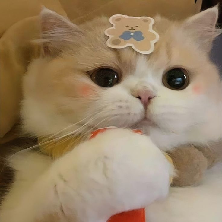 Avatar Mèo Ngáo Hài Hước 3