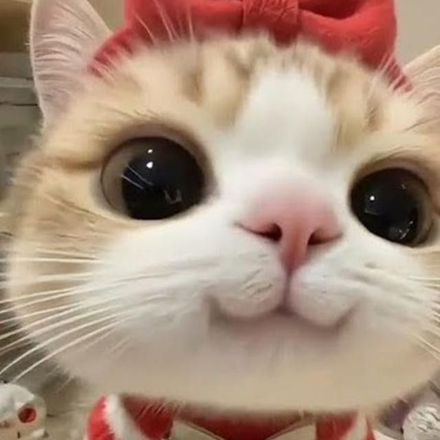 Avatar Mèo Ngáo Hài Hước 8