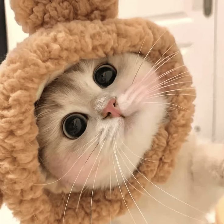 Avatar Mèo Ngáo Hài Hước 10