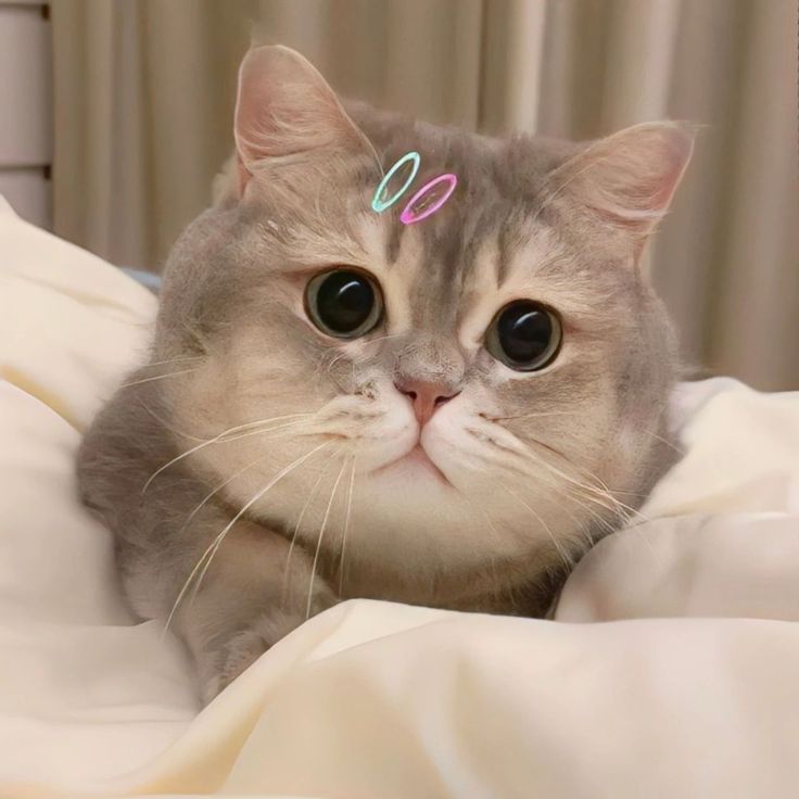 Avatar Mèo Ngáo Hài Hước 11