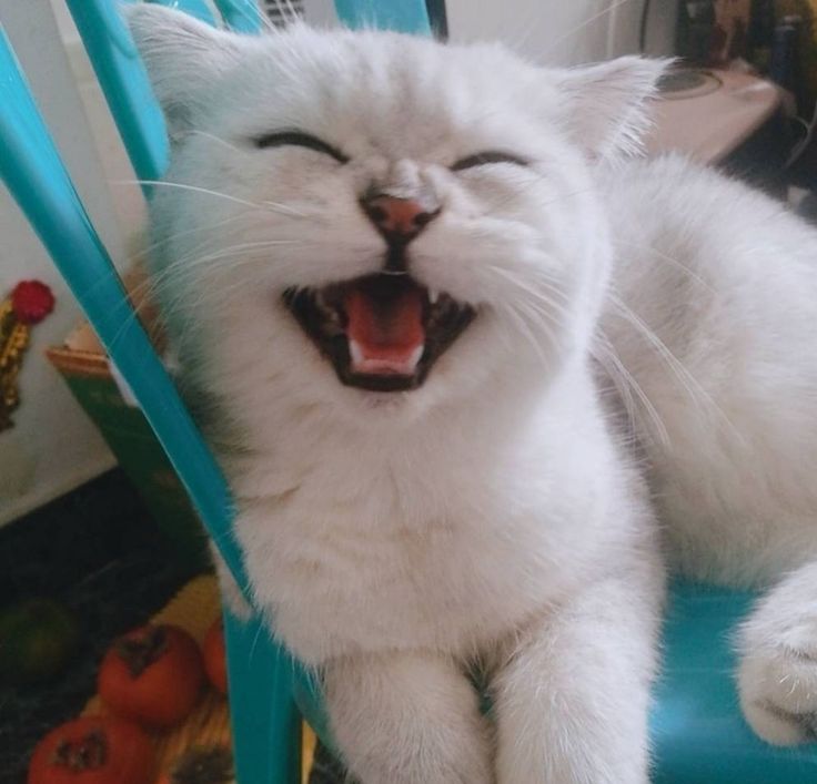 Avatar Mèo Ngáo 11