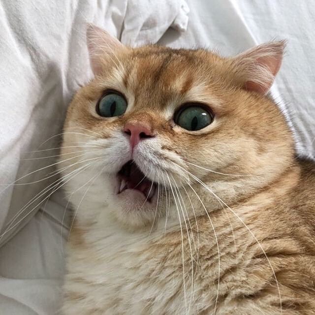 Avatar Mèo Ngáo 12