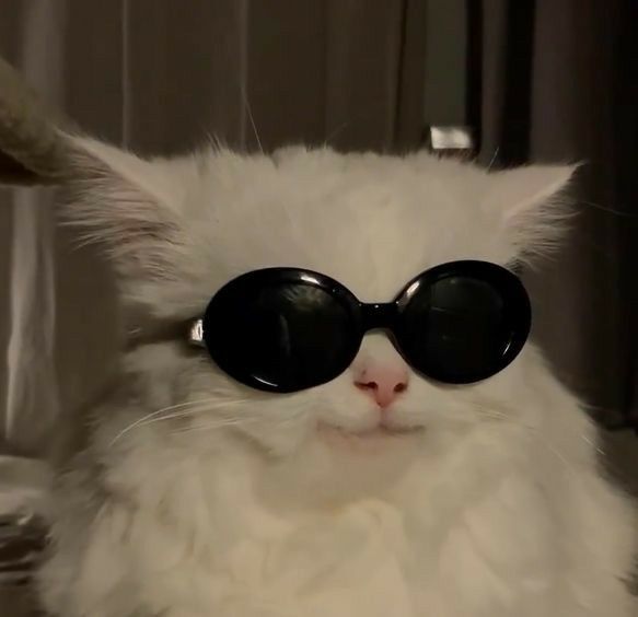 Avatar Mèo Ngầu 12