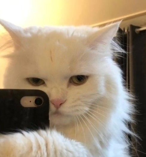 Avatar Mèo Ngầu 15