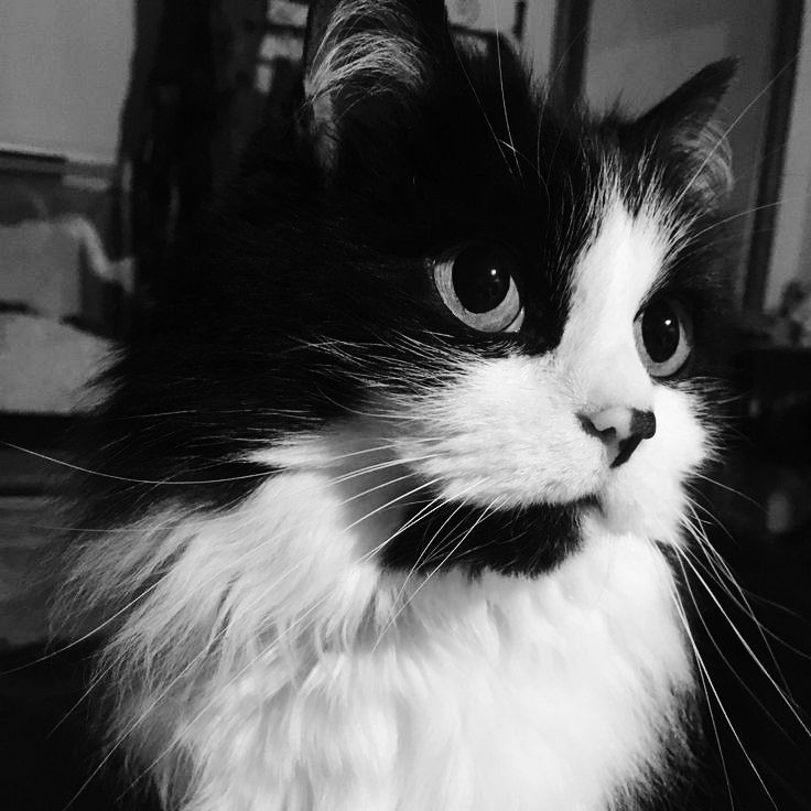 Avatar Mèo Ngầu 6