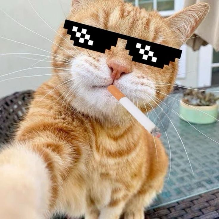 Avatar Mèo Ngầu 13