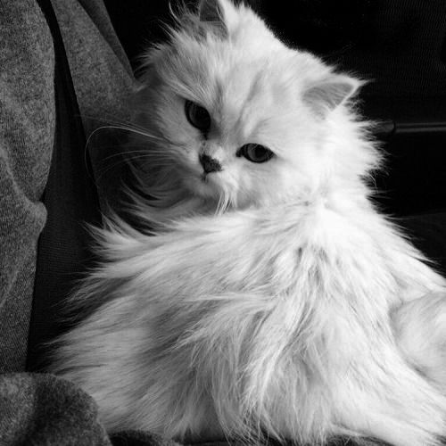 Avatar Mèo Ngầu 1