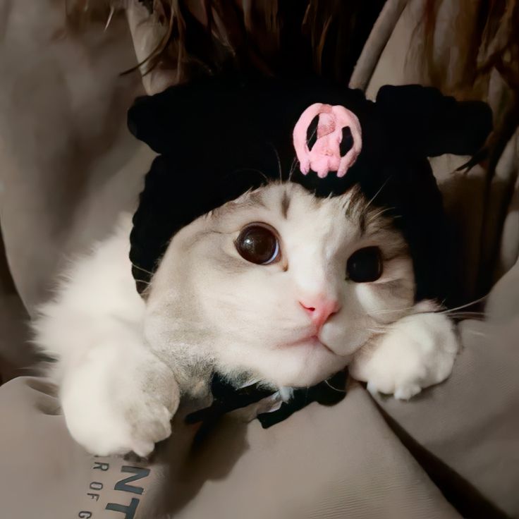 Avatar Mèo Ngầu 2