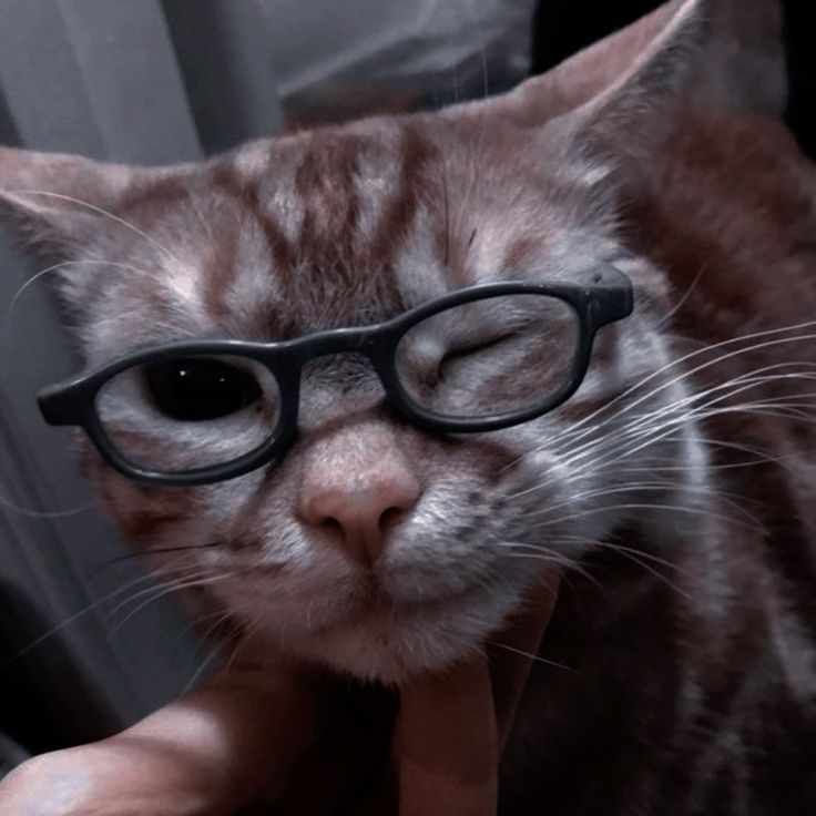 Avatar Mèo Ngầu 14