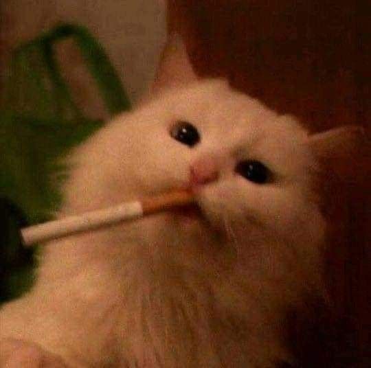 Avatar Mèo Ngầu 11