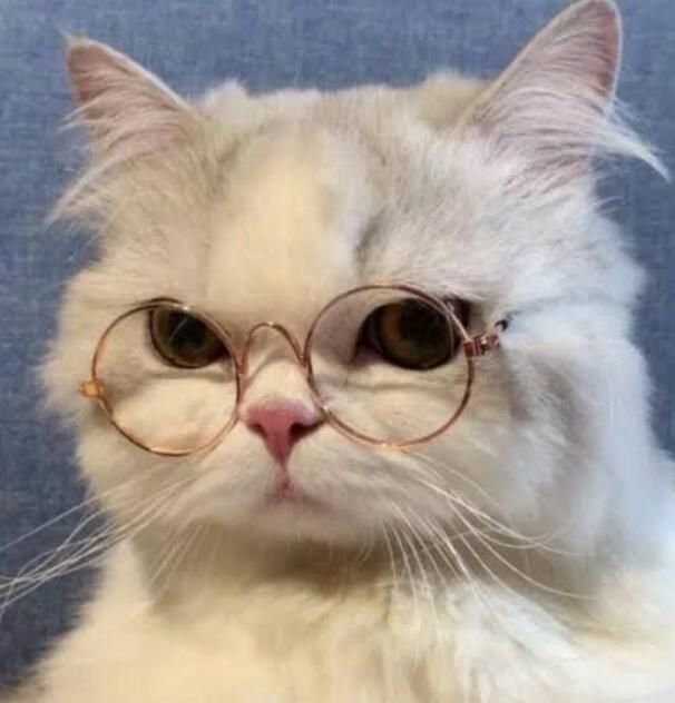 Avatar Mèo Ngầu 10