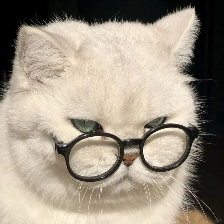 Avatar Mèo Ngầu 4