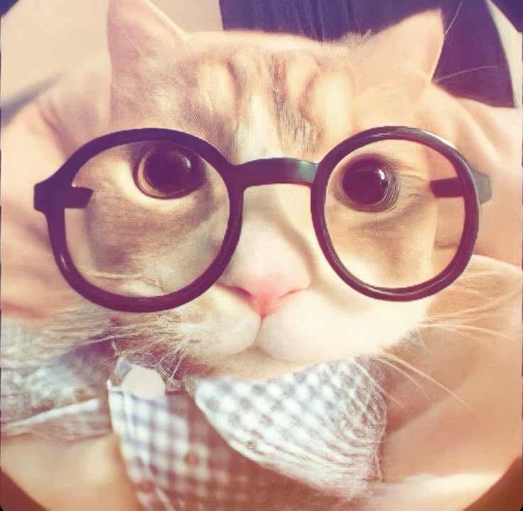 Avatar Mèo Ngầu 5