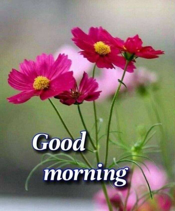 Beautiful Nature Good Morning Images 5