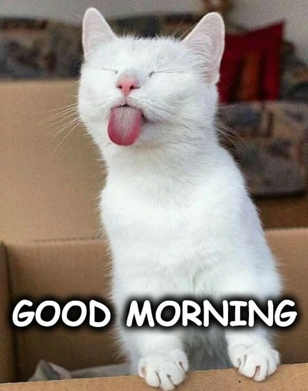 Funny Good Morning Images 56