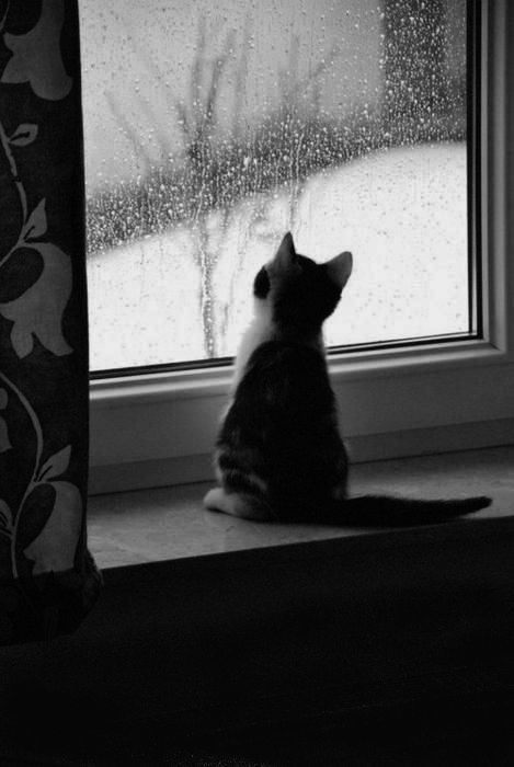 Hình Ảnh Buồn 11