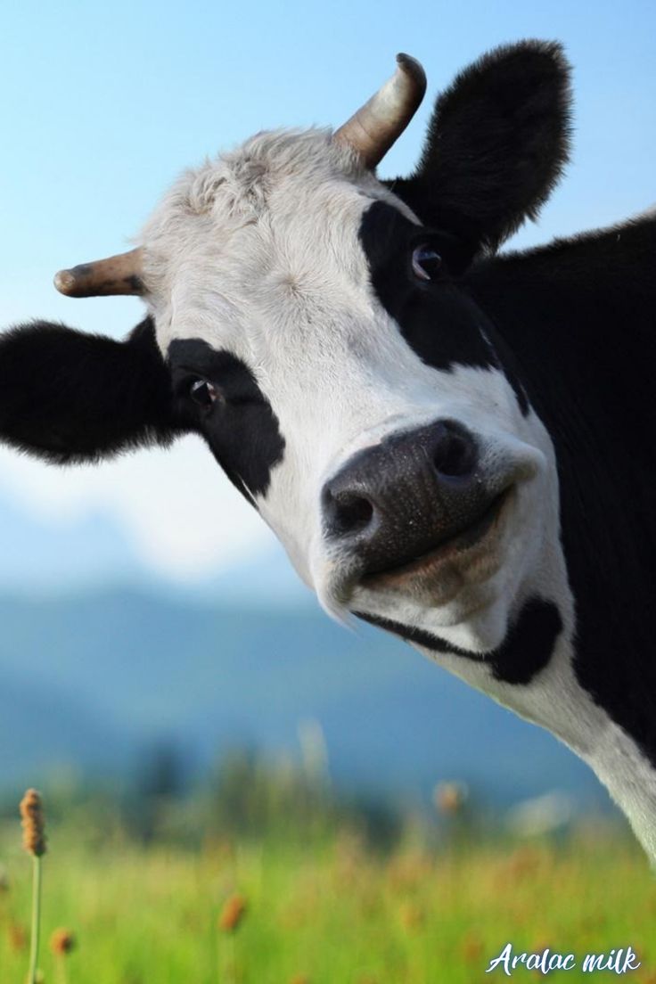 Hình Ảnh Con Bò 6