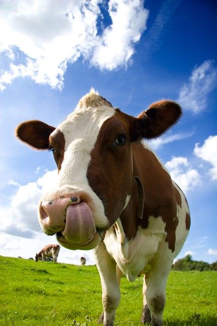 Hình Ảnh Con Bò 12