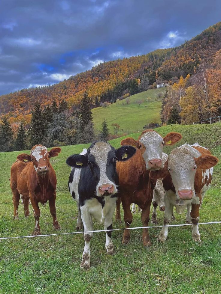 Hình Ảnh Con Bò 9