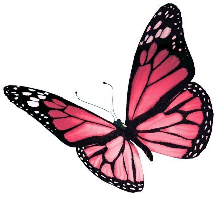 Hình Ảnh Con Bướm 12