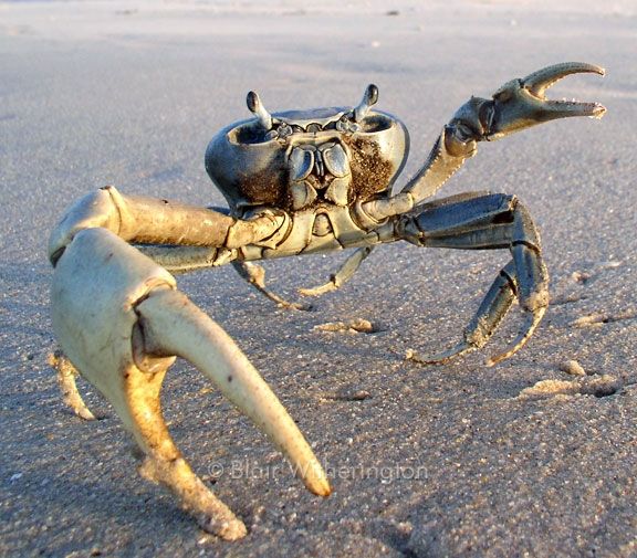 Hình Ảnh Con Cua 5