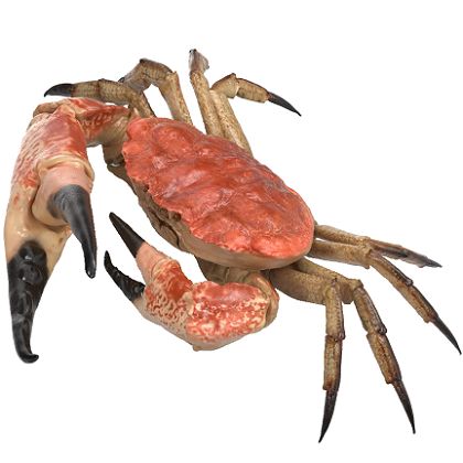 Hình Ảnh Con Cua 3