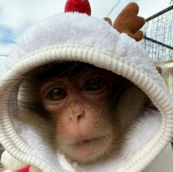 ảnh con khỉ 14