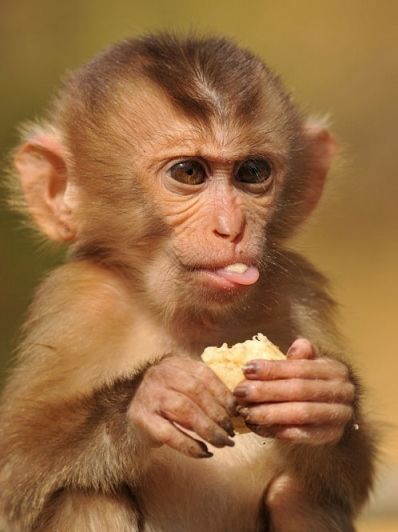 Hình Ảnh Con Khỉ 7