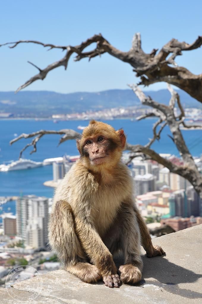 Hình Ảnh Con Khỉ 10