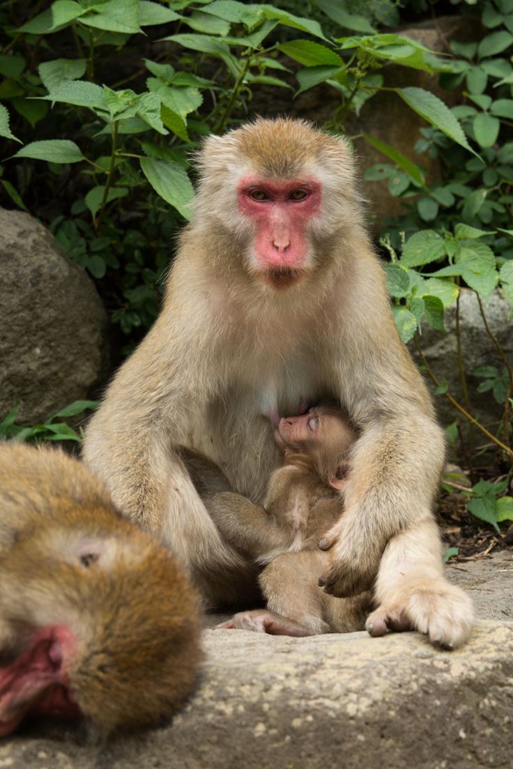 Hình Ảnh Con Khỉ 3