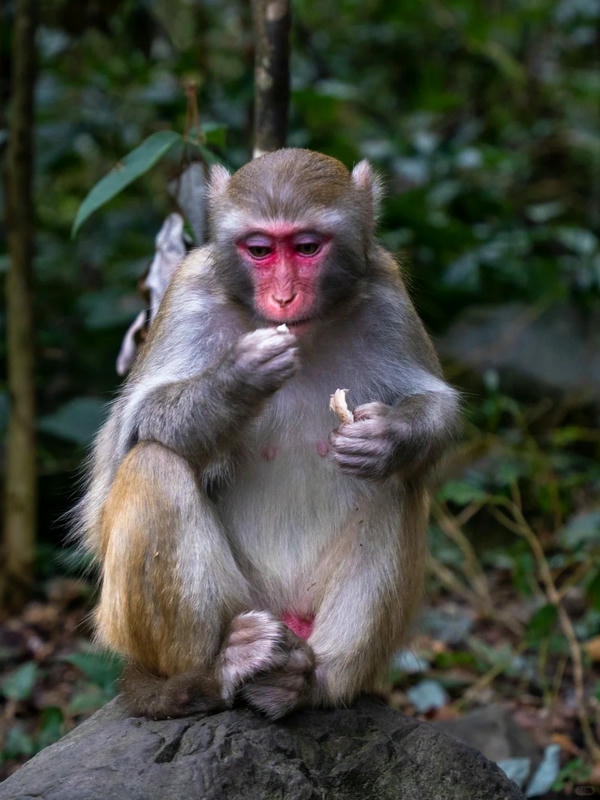 ảnh con khỉ 31