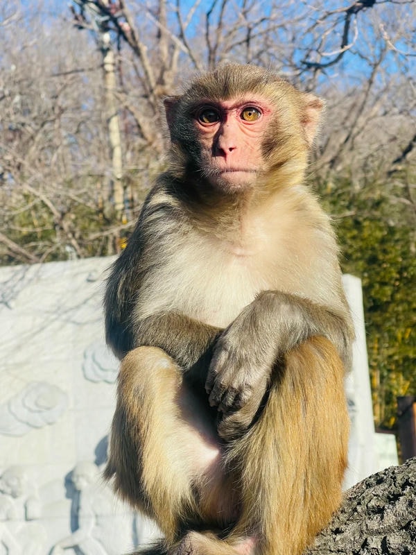 ảnh con khỉ 36