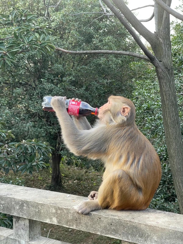 ảnh con khỉ 5