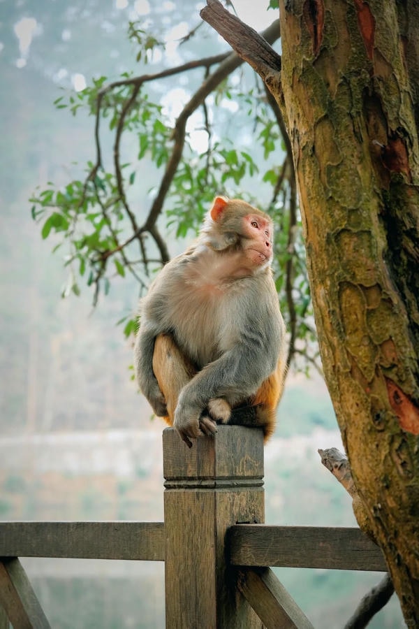 ảnh con khỉ 6