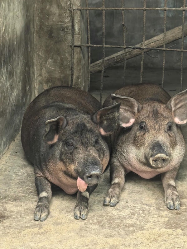 ảnh con lợn 3
