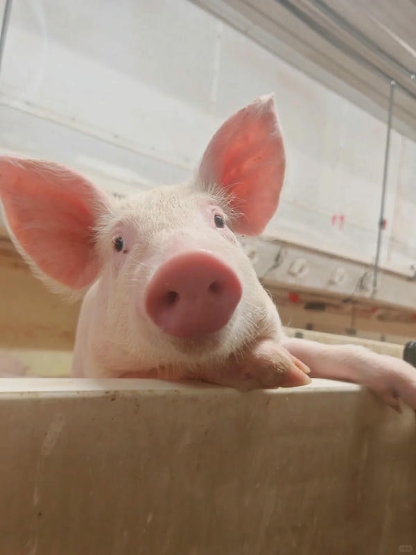 ảnh con lợn 19