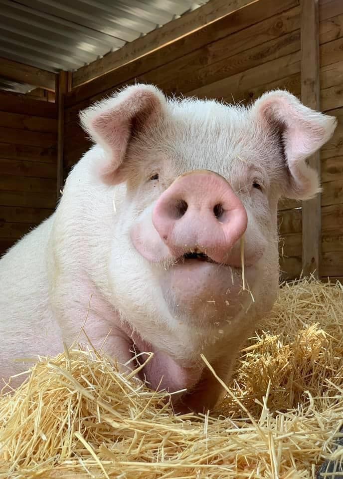 Hình Ảnh Con Lợn 11