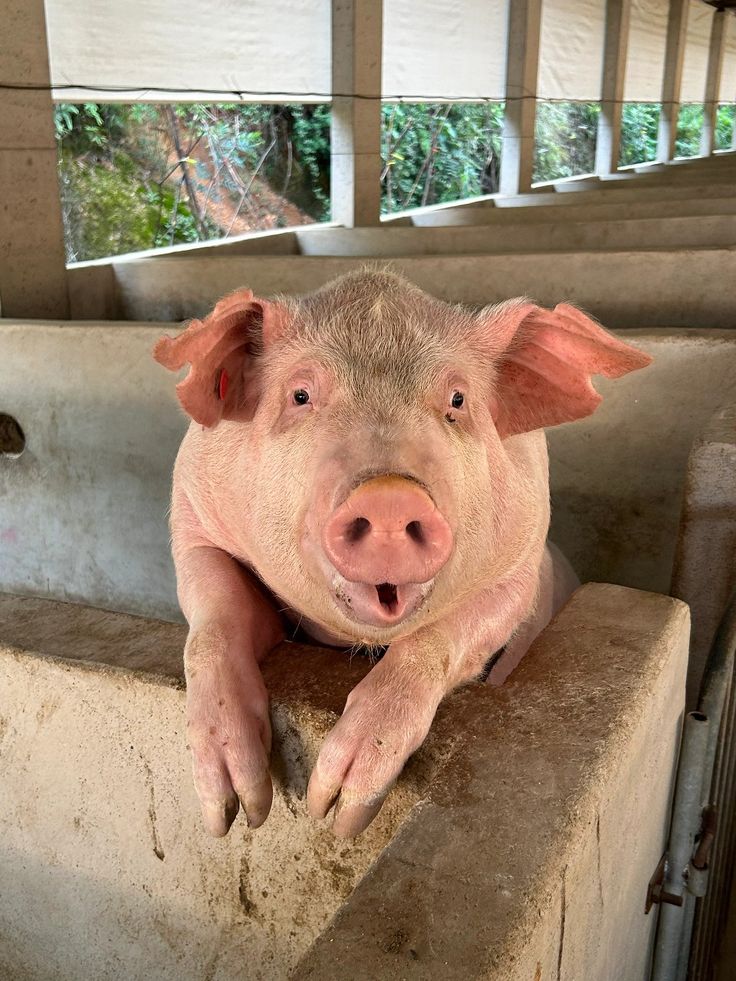 ảnh con lợn 10
