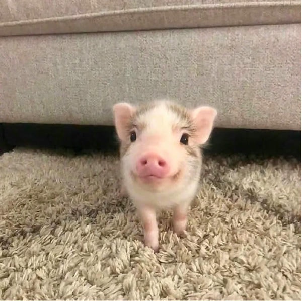 ảnh con lợn 37