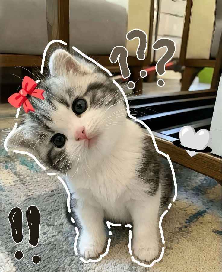 Hình Ảnh Con Mèo Cute 10