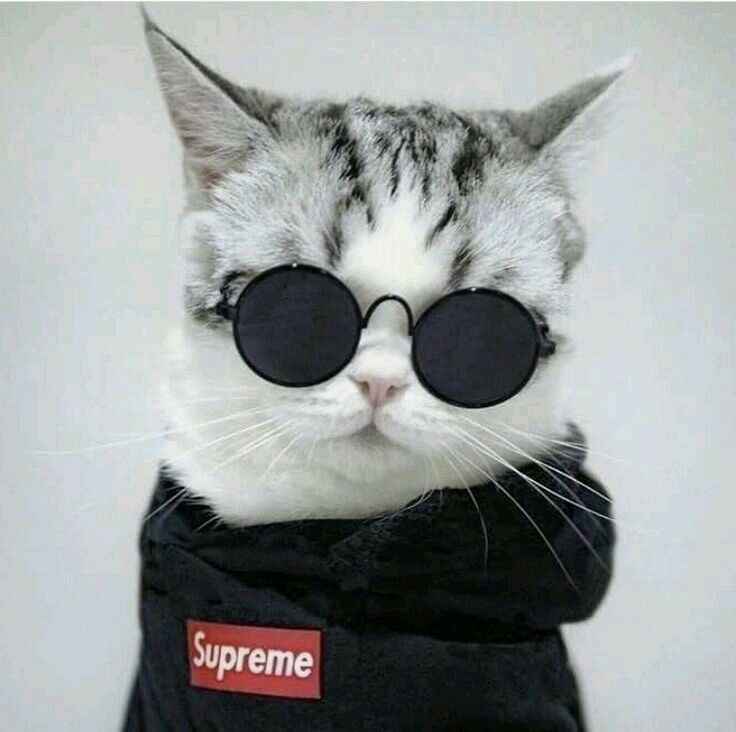 Hình Ảnh Con Mèo Cute 2