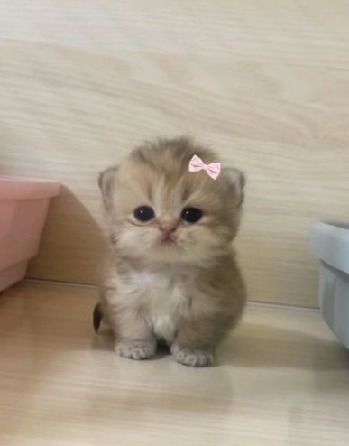 Hình Ảnh Con Mèo Cute 20